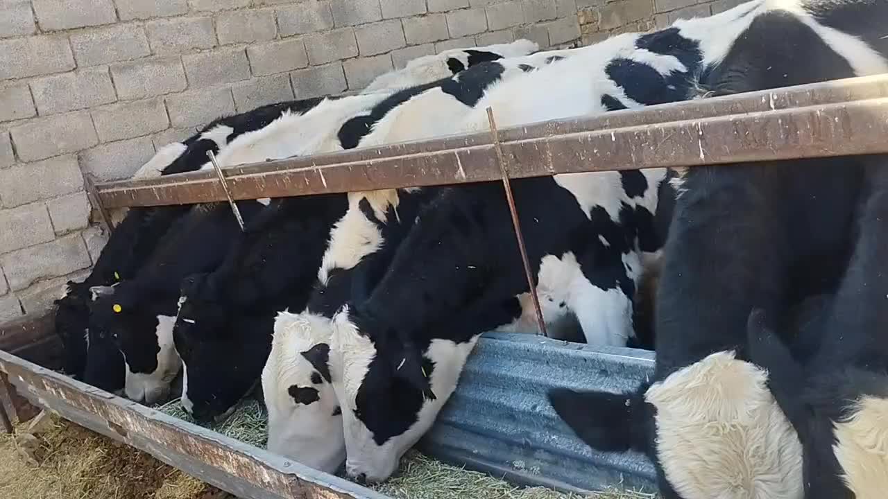 گوساله|حیوانات مزرعه|مهاجران, |دیوار