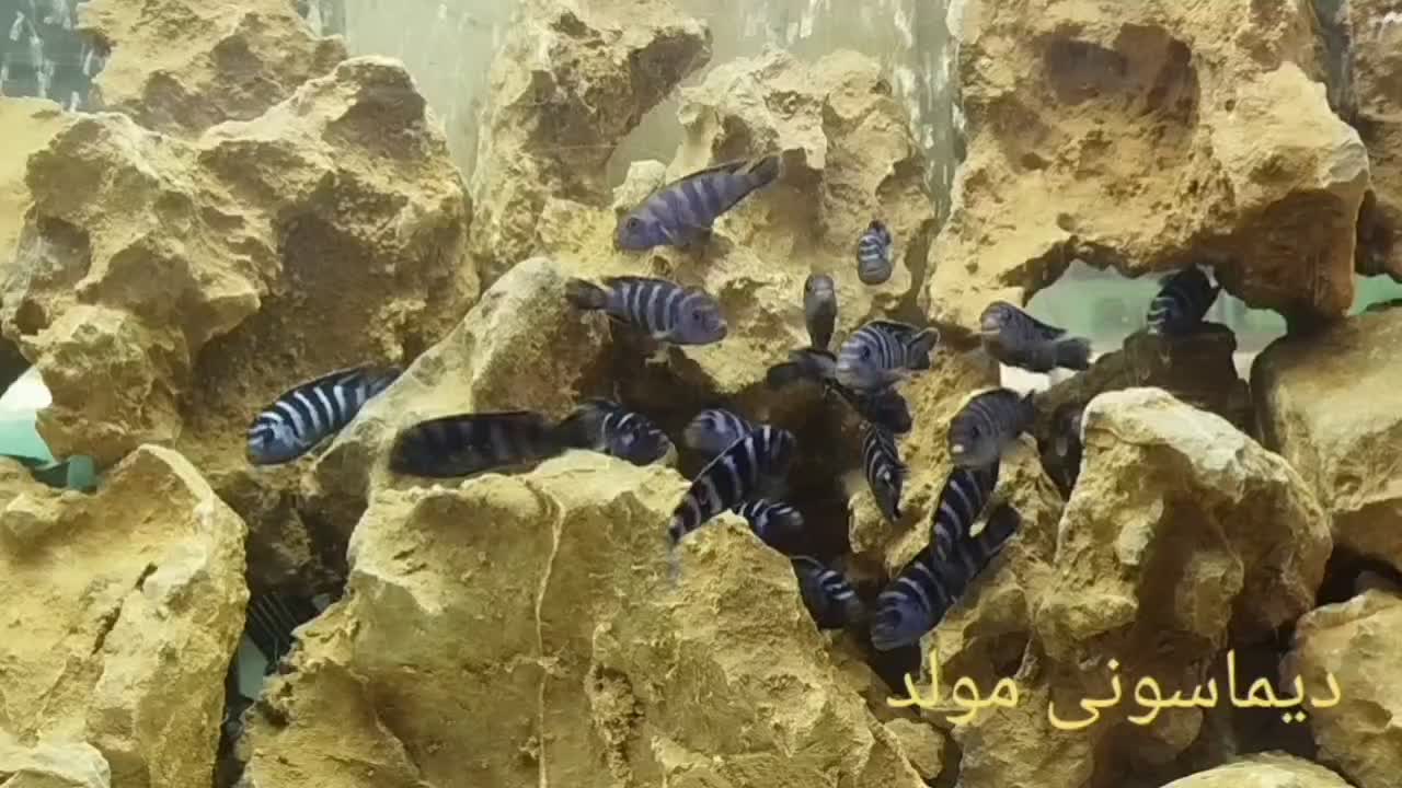 سیچلاید دماسونی مولد ۱۸۰تومان|ماهی|مشهد, بهاران|دیوار