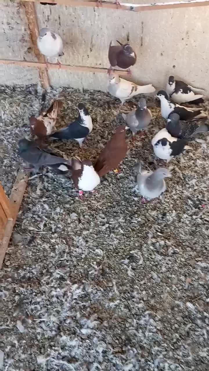 ۲۱کفتر فروشی|پرنده|محمدیه-قزوین, |دیوار