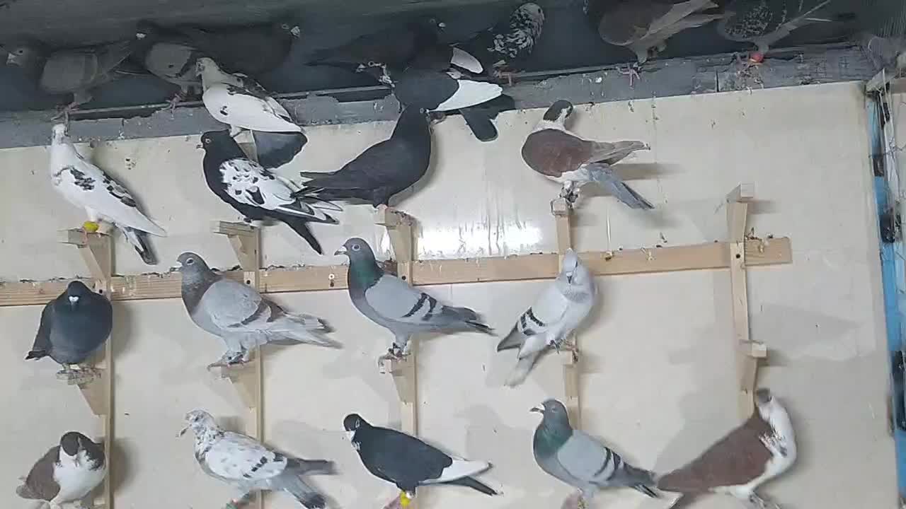 ۸۰تا کفتر جنگده شب روز ندارن همه پلاکی ابلغ|پرنده|مشهد, توس (بلوار توس)|دیوار