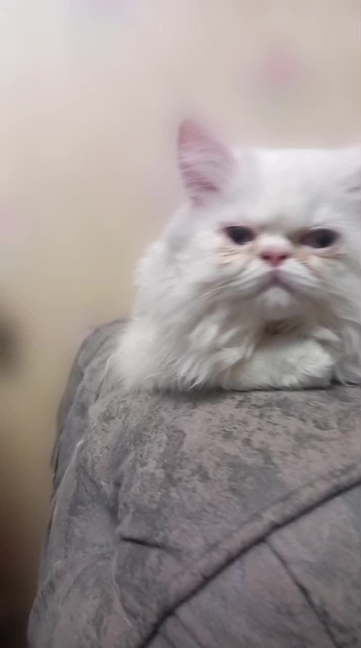 کلاسیک، فلت|گربه|بیرجند, |دیوار