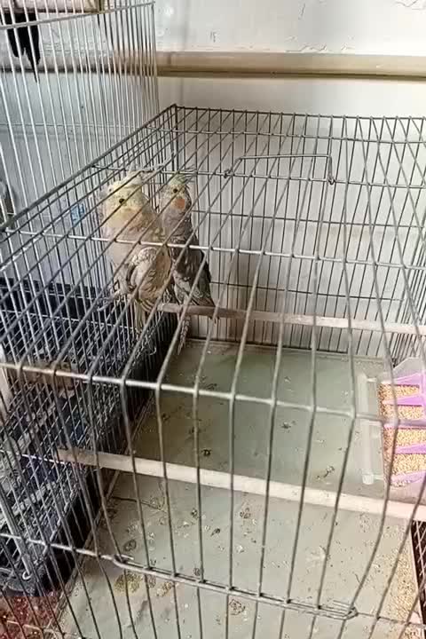 یک جفت جوجه عروس سالم وسلامت|پرنده|قم, انصارالحسین|دیوار