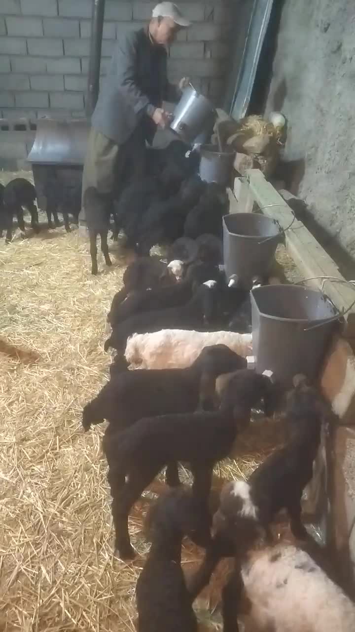 بره شیری افشار شال|حیوانات مزرعه|ایلام, |دیوار