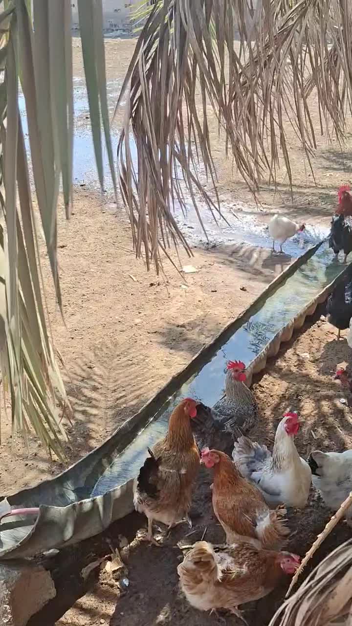 تخم مرغ نطفه دارهلندی وتاج دار.  نژادداردرجه یک|حیوانات مزرعه|اهواز, کوی فرهنگیان ۲|دیوار