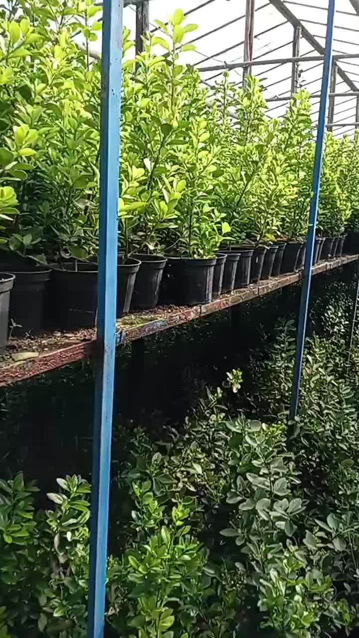 سبز درجه یک|گل و گیاه طبیعی|شاندیز, |دیوار