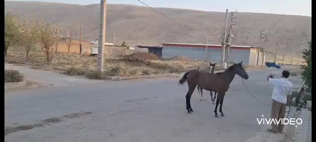 کوره نریان|اسب و تجهیزات اسب‌سواری|سرپل ذهاب, |دیوار