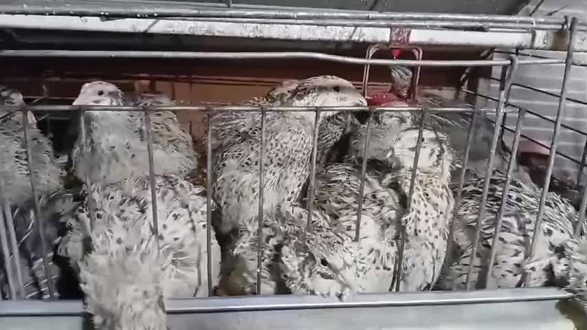 تخم بلدرچین فقط عمده|خوردنی و آشامیدنی|قرچک, میرزائی شمالی|دیوار