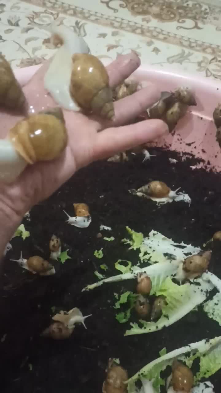 هلزون مولد|خزنده|تبریز, |دیوار