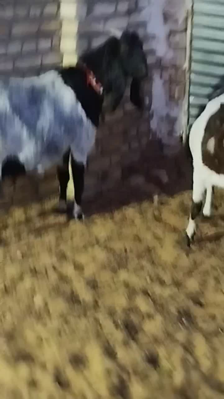 دوعددبزپاکستانی جوان درشت شیرا بادوتا نر|حیوانات مزرعه|مشهد, ملک‌آباد|دیوار