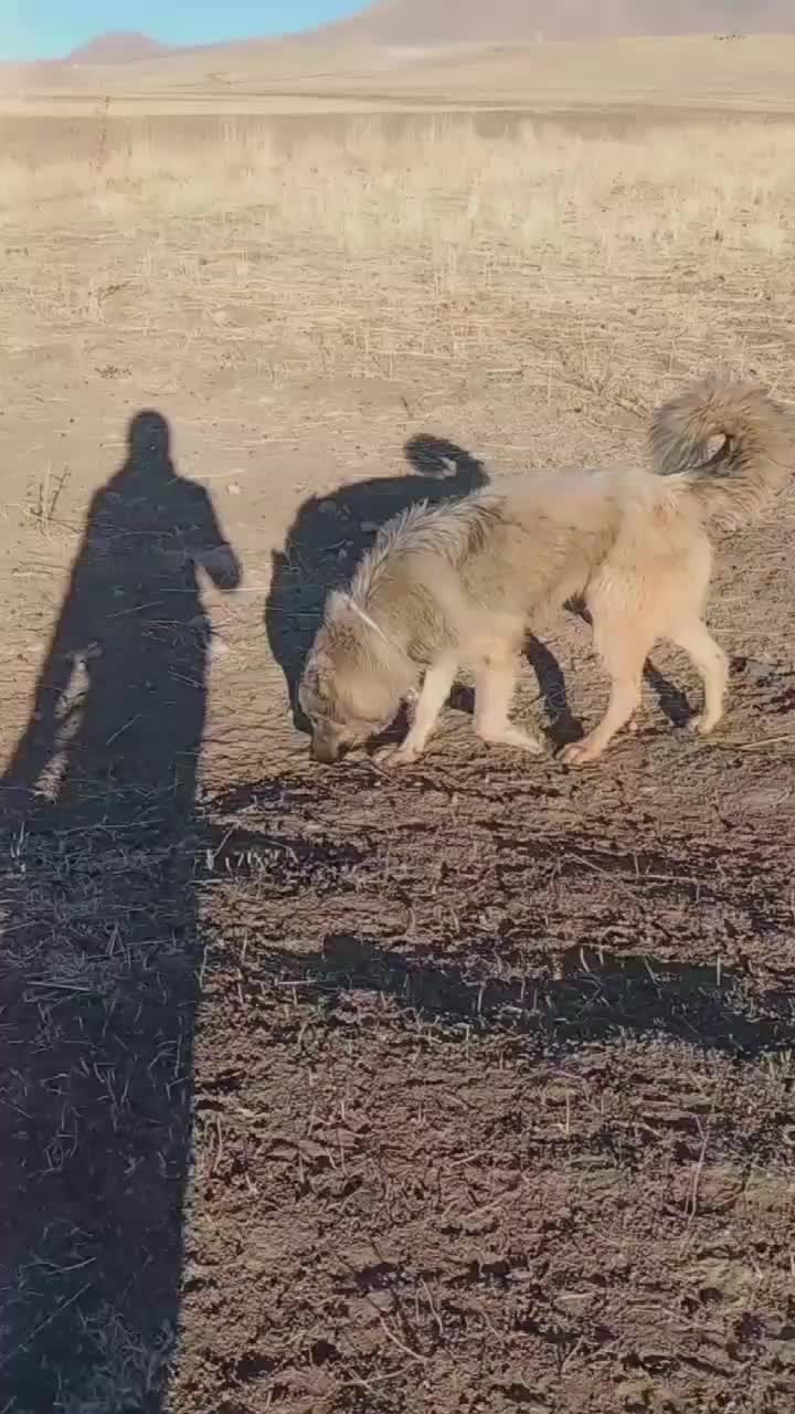 واگذاری سگ|سگ|بستان آباد, |دیوار