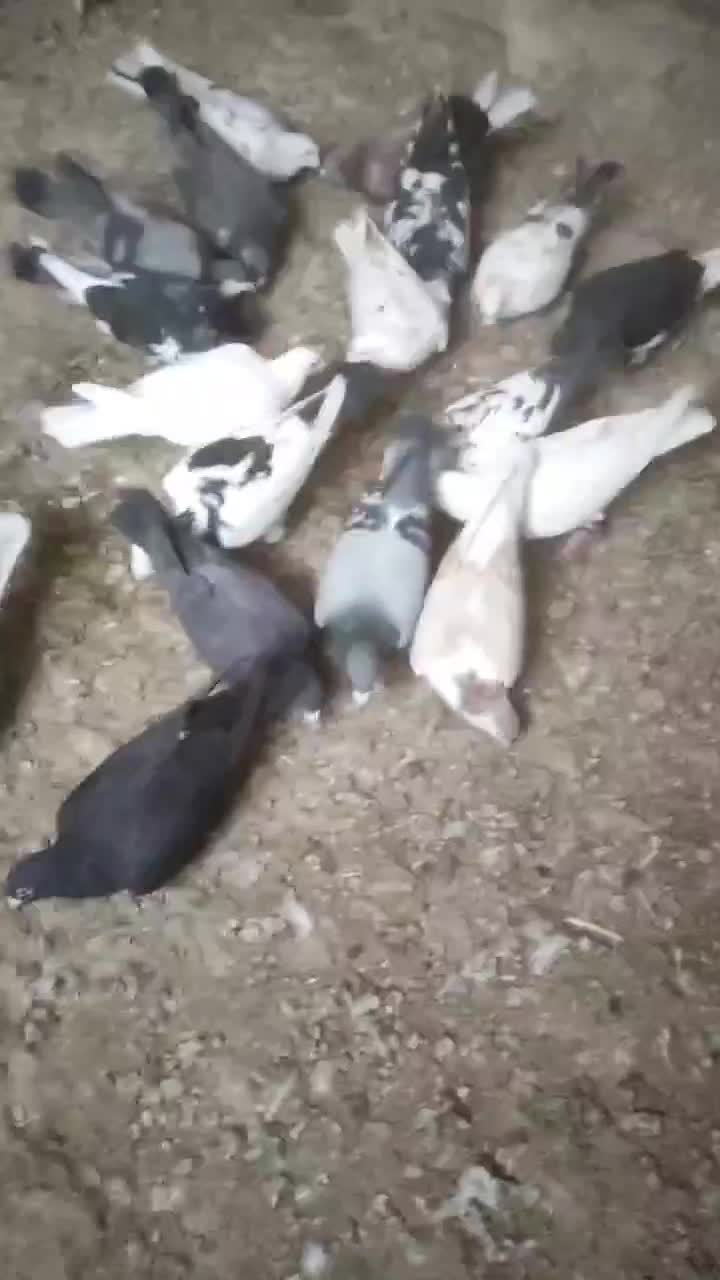 کبوتر پرشی زد و خردی|پرنده|زبرخان, |دیوار