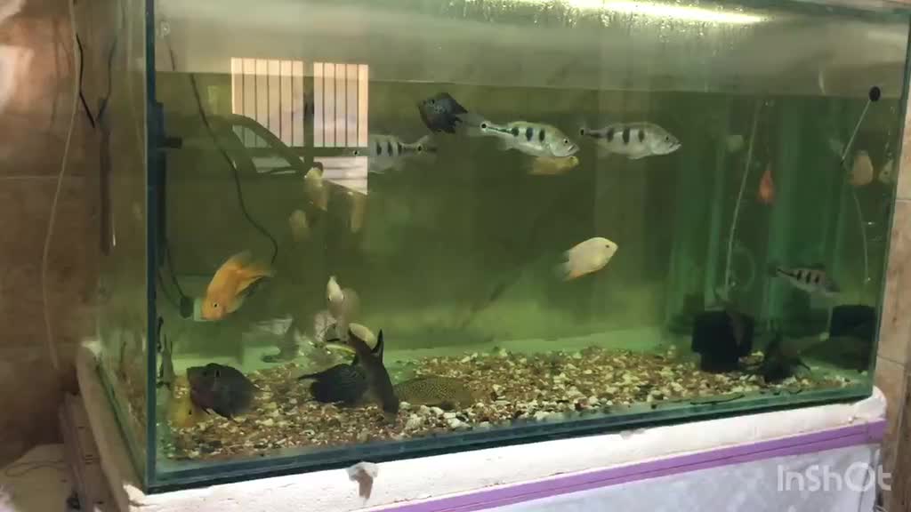 پیکاک -اسفرناموس -کوی پوست چرم|ماهی|اردبیل, |دیوار