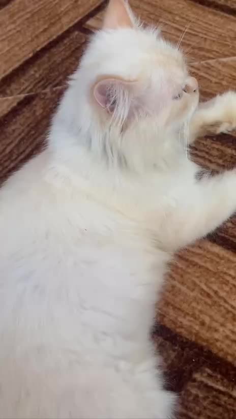 گربه پرشین نر|گربه|رشت, باهنر|دیوار