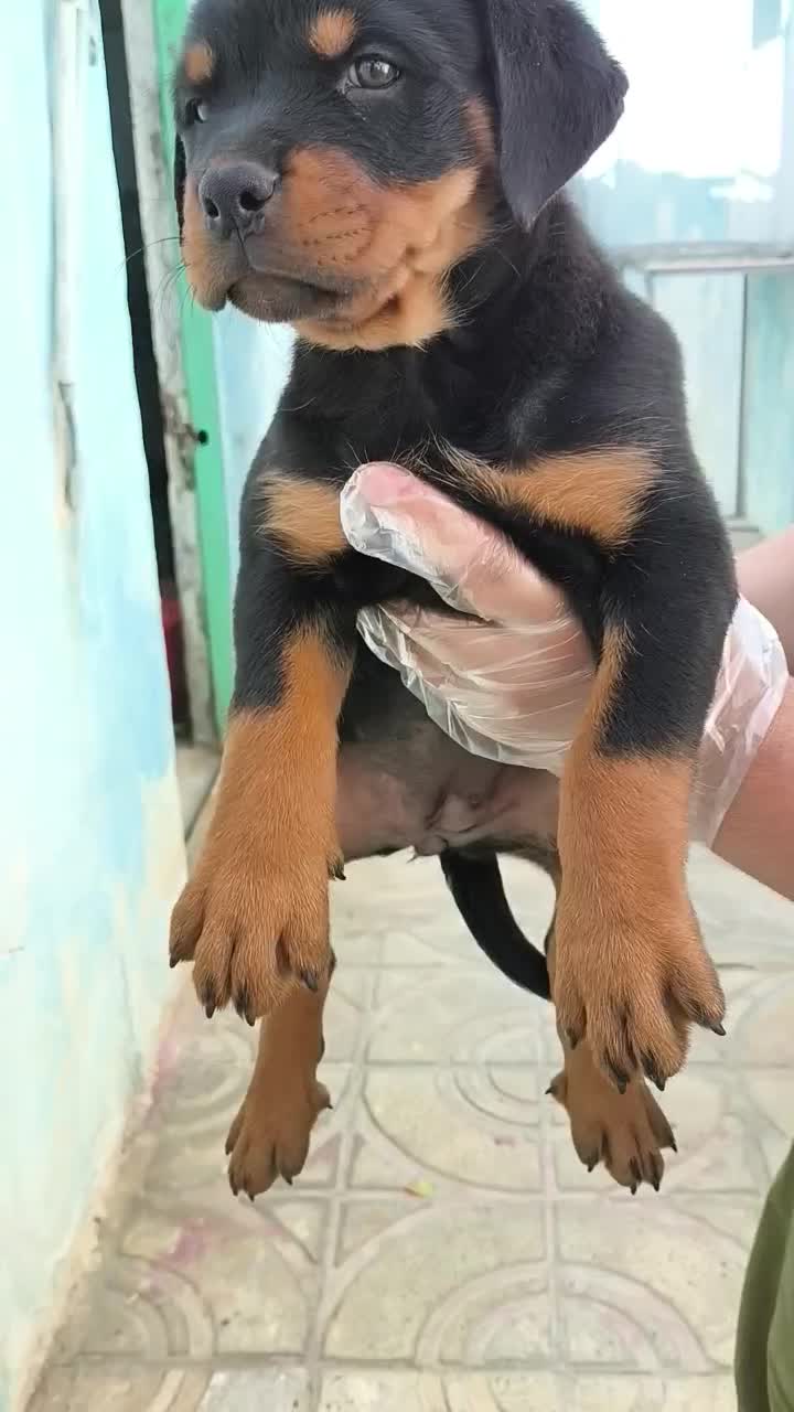 ارتش تک نفره توله روت امریکایی|سگ|کرج, شاهینویلا|دیوار