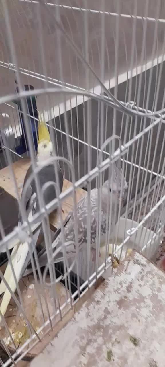 یک جفت عروس هلندی مولد به همراه ۳ عدد جوجه.|پرنده|چهاردانگه (تهران), |دیوار