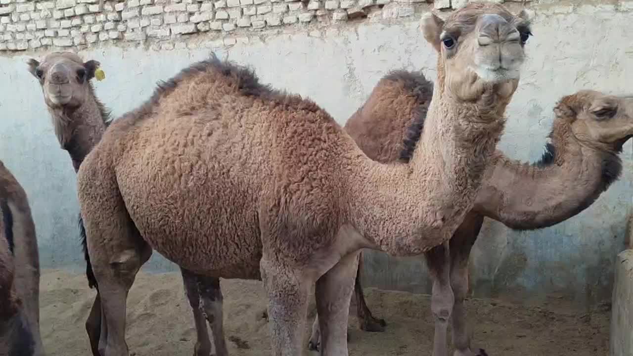 ۳۳شتر نر|حیوانات مزرعه|طبس, |دیوار