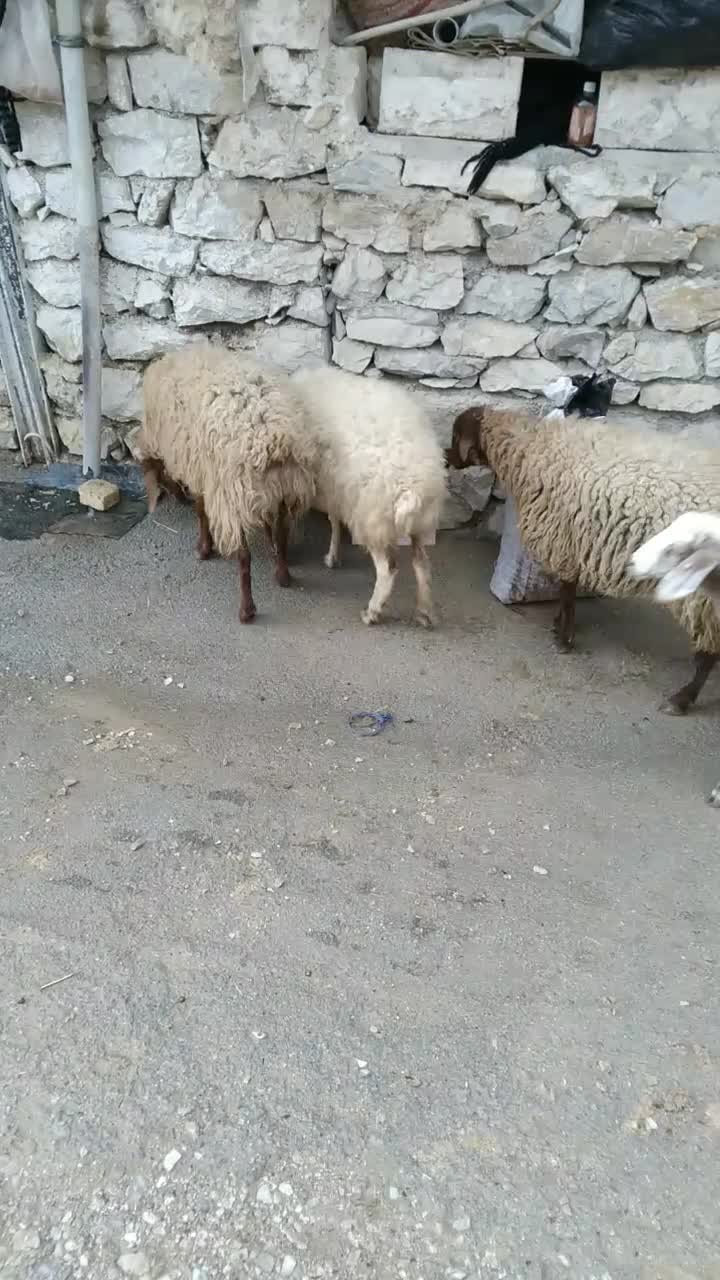 فروش گوسفند|حیوانات مزرعه|کلاشی, |دیوار