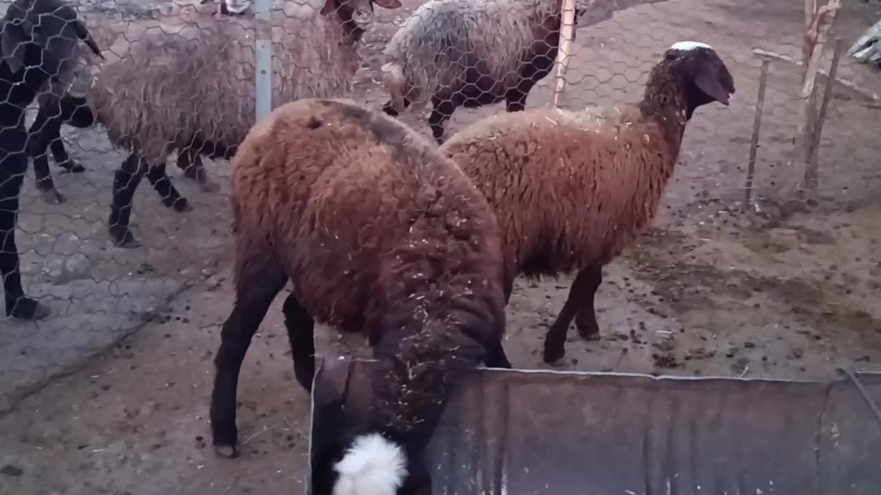 بره ماده داشتی|حیوانات مزرعه|زاغه, |دیوار