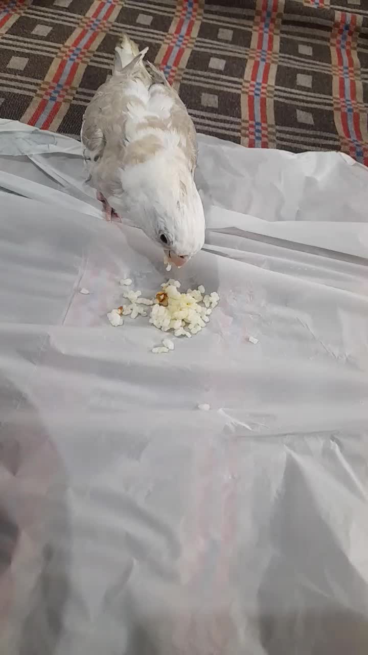 عروس هلندی ۳ماه جوجه هنوز گمشده|پرنده|فولادشهر, مسکن مهر فولادشهر|دیوار