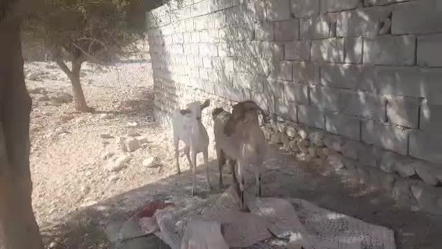 بز اشکالی کهره نر زیرش هیکلی و یدونه بز آبستن|حیوانات مزرعه|مهران (هرمزگان), |دیوار