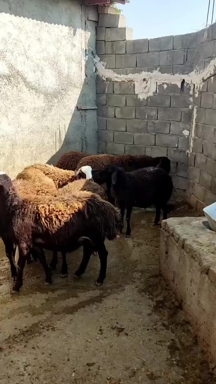 بره|حیوانات مزرعه|خرم‌آباد, |دیوار