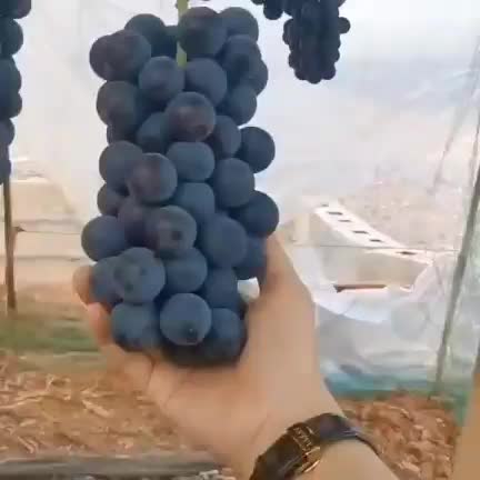 فروش قسطی نهال پرتقال گلدانی نارنگی و انواع لیمو|گل و گیاه طبیعی|دزفول, |دیوار