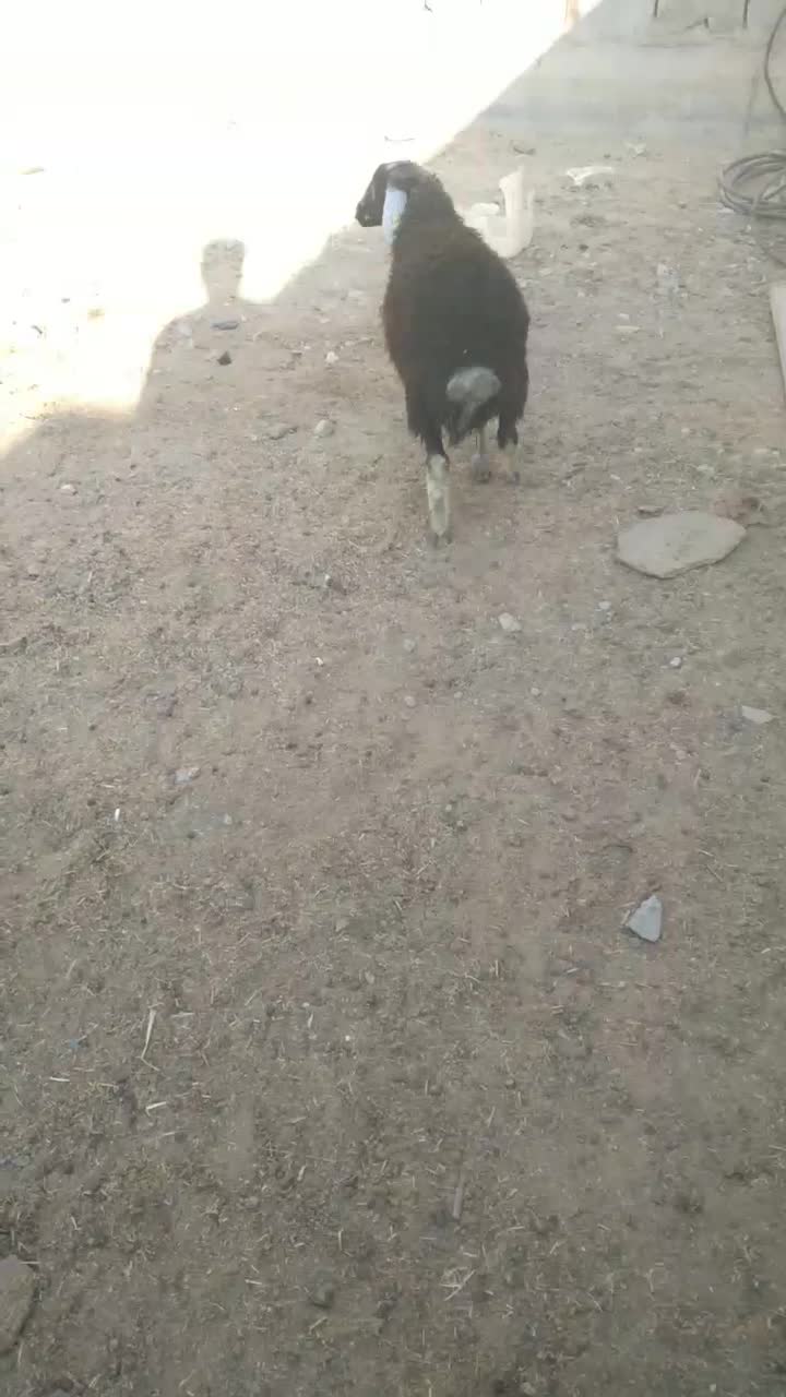 ۱ عدد بره ماده سبز|حیوانات مزرعه|خمینی‌شهر, |دیوار