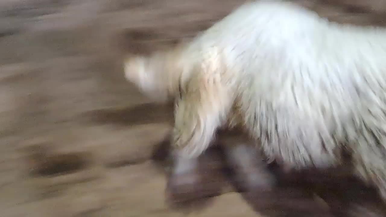 بره قوچ داشتی (کاور ورن)|حیوانات مزرعه|کرمانشاه, |دیوار