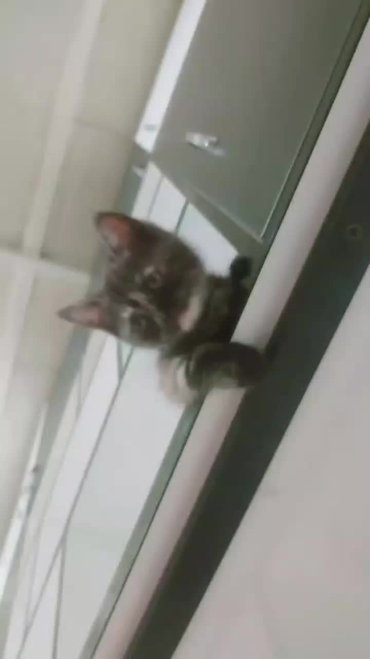 گربه اسکاتیش دبل فولد ماده فحل|گربه|تهران, شهرک دریا|دیوار