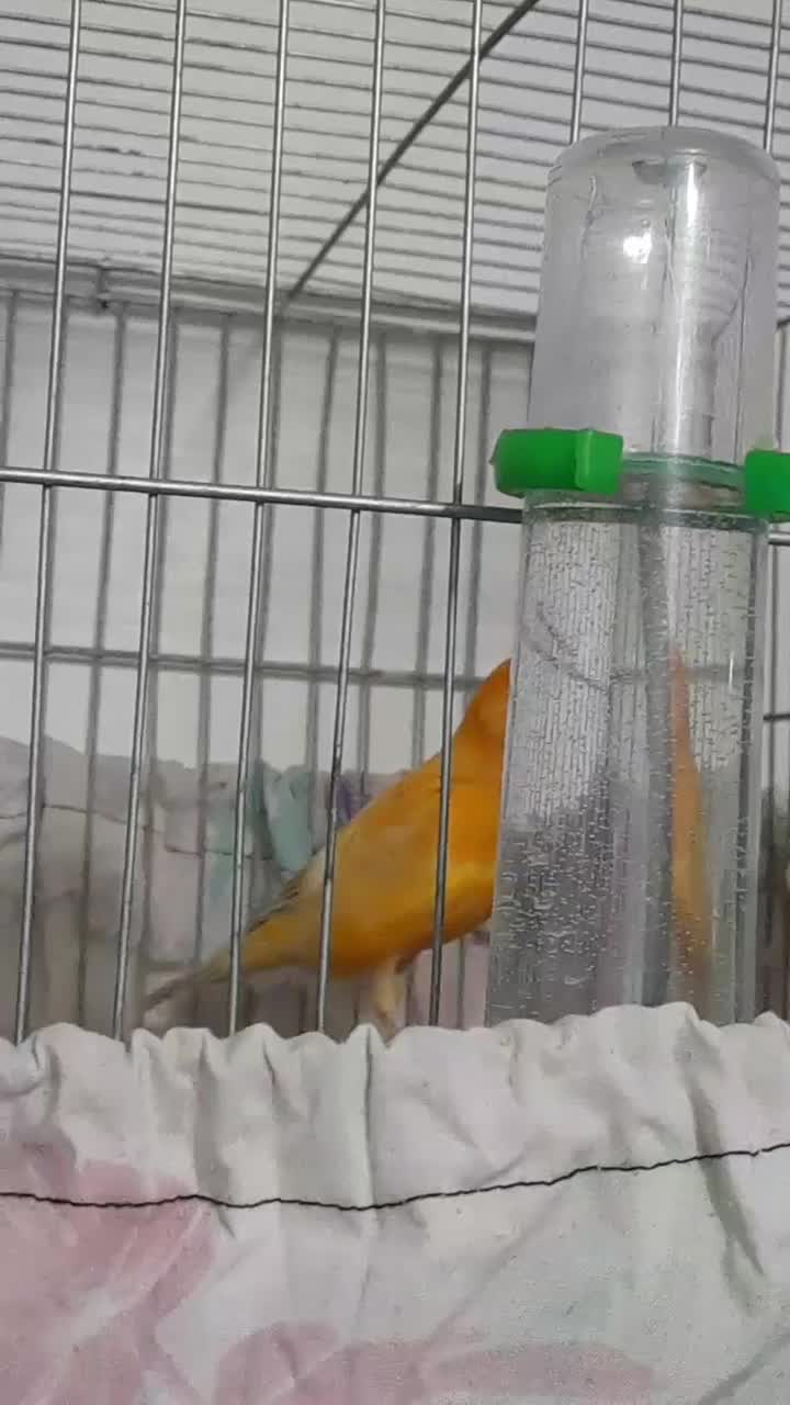 قناری ماده اماده پرتقالی جوان صاف و اتو کشیده|پرنده|گلستان (تهران), |دیوار