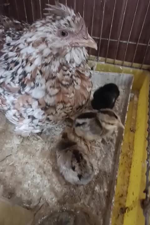 مرغ با جوجه گلین|حیوانات مزرعه|تهران, پیکان شهر|دیوار