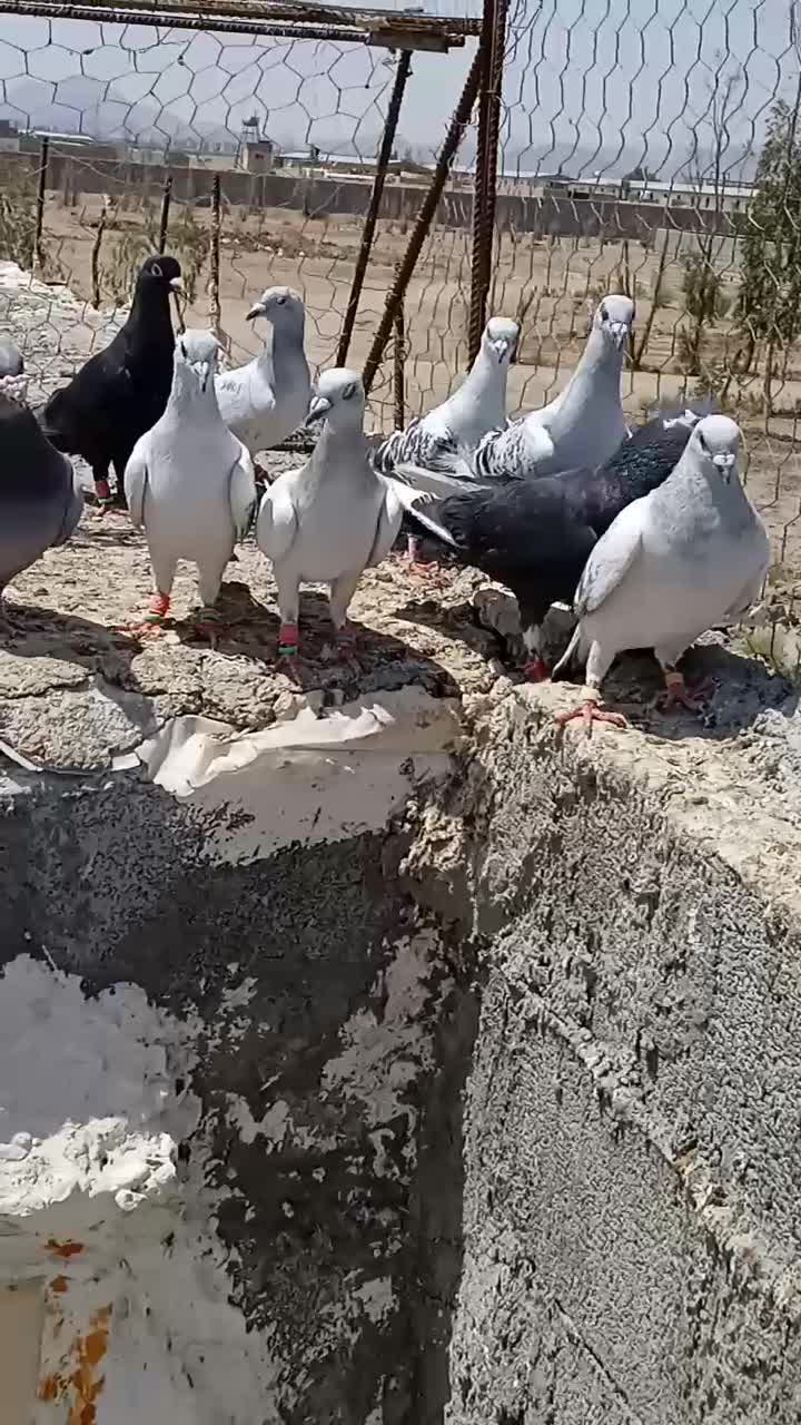 کبوتر|پرنده|زاهدان, |دیوار