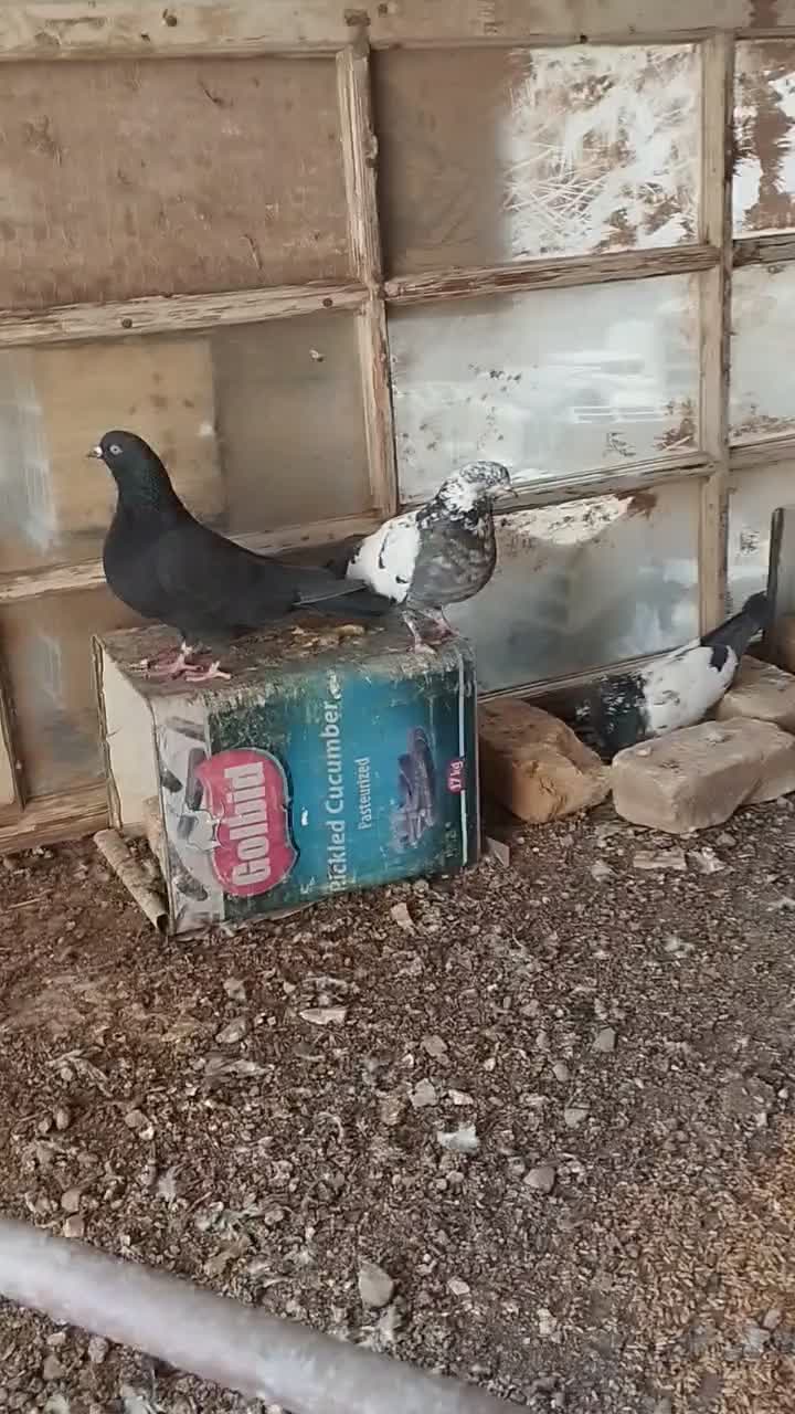 کفتر پرشی|پرنده|یزد, |دیوار