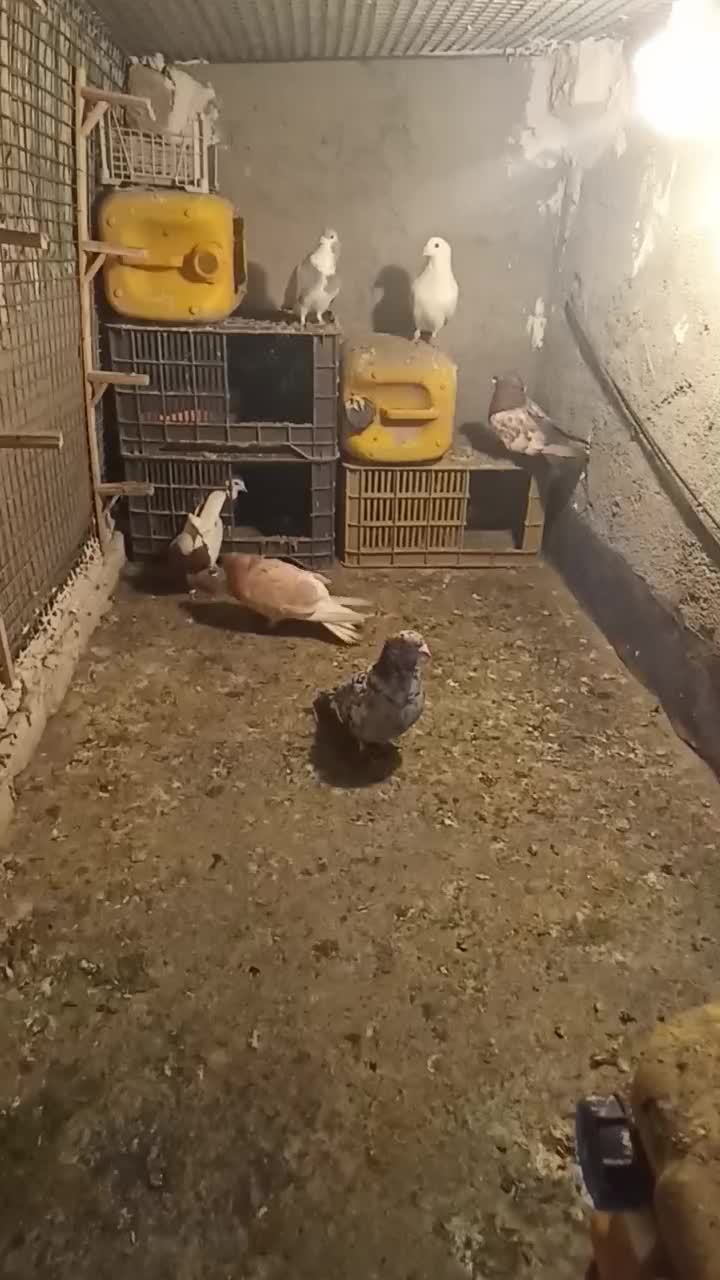 دوتا طوقی ماده پاک|پرنده|چناران, |دیوار