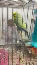 مرغ عشق|پرنده|یزد, |دیوار