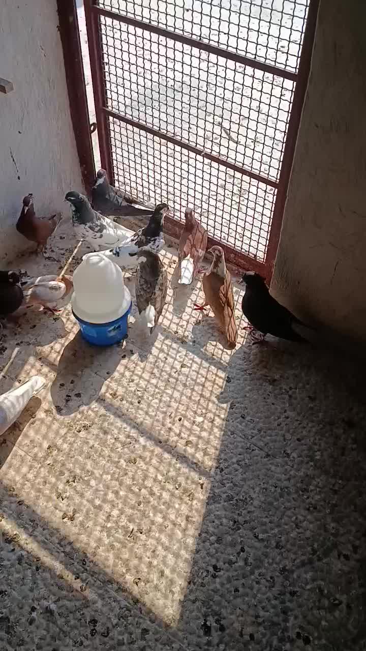 شهری|پرنده|بندر کنگان, |دیوار