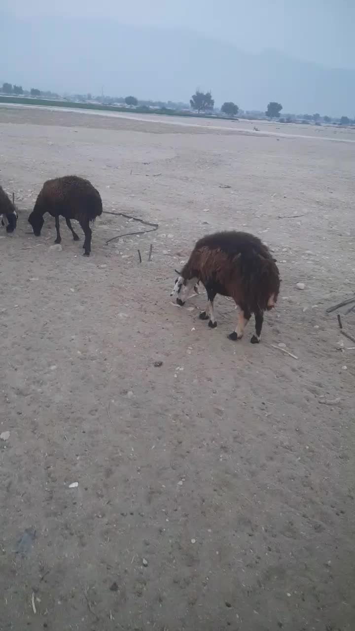 فروش چندمیش|حیوانات مزرعه|پارسیان, |دیوار