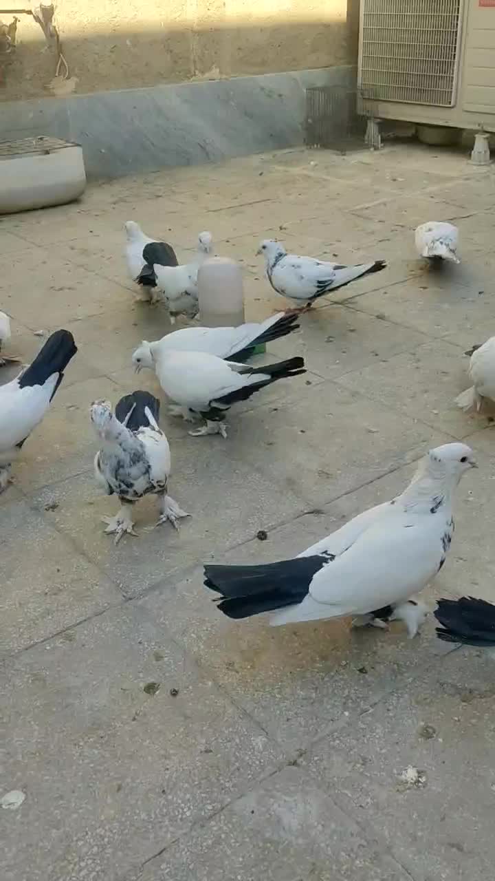 کبوتر دم سیاه. رنگی|پرنده|قم, شهرک مهدیه (مدرس)|دیوار