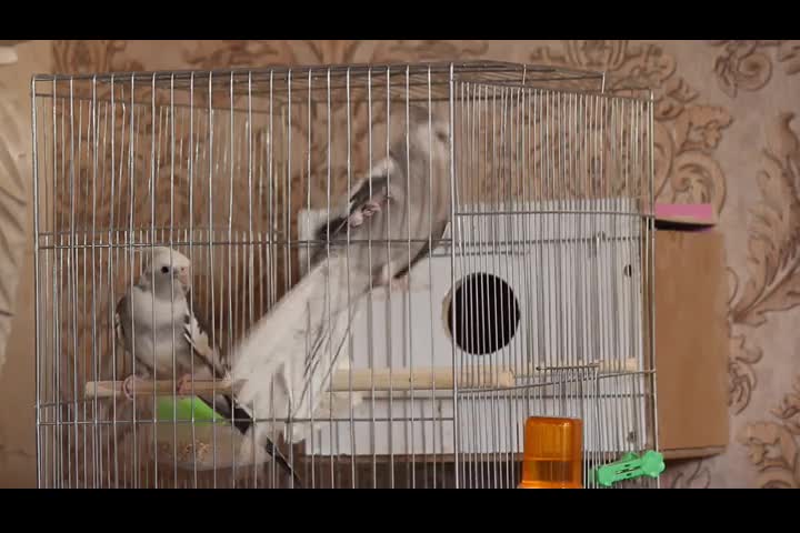 سالن پرورش طوطی عروس هلندی-خرید مستقیم ازپرورشگاه|پرنده|تبریز, |دیوار