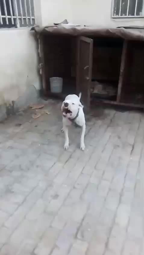 سگ داگو اصیل نگهبان عا لی|سگ|محمدشهر, محمدشهر|دیوار