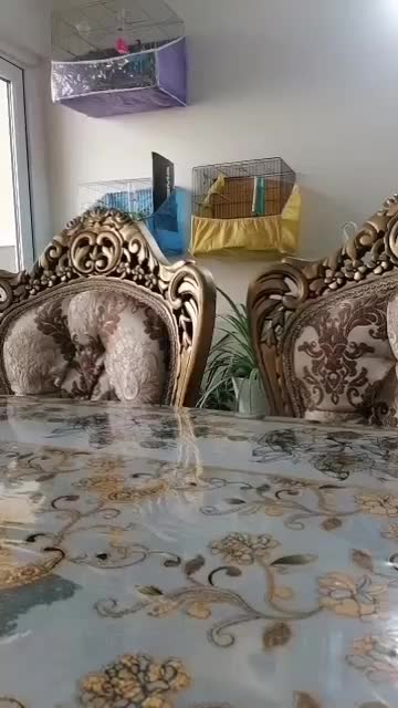 قناری رسمی بلندقرص معاوظه باامپلی ماشین|پرنده|محمدشهر, شهرک پیام (مهرالبرز)|دیوار