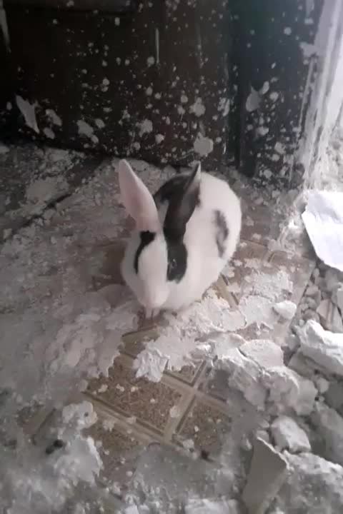 خرگوش|موش و خرگوش|بهبهان, |دیوار