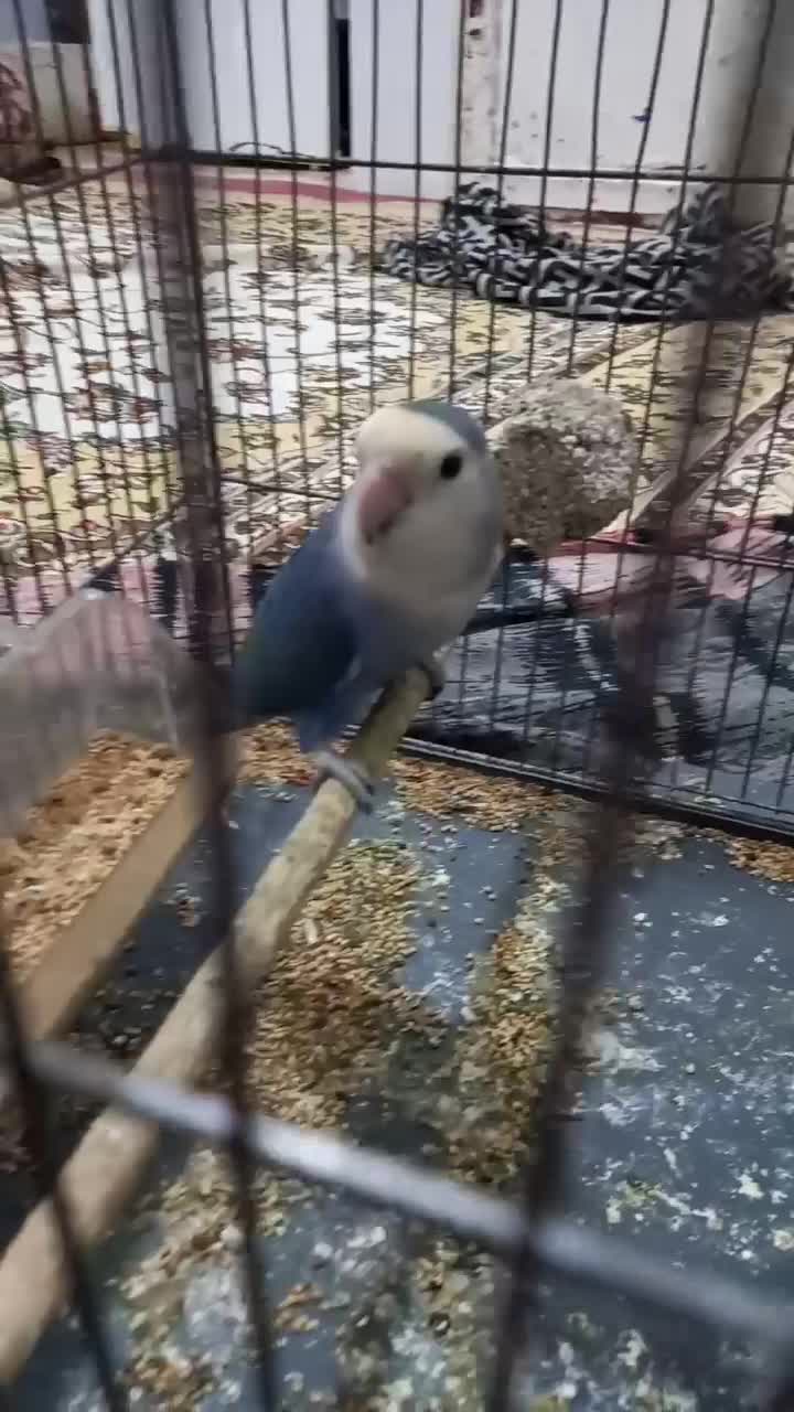 طوطی  برزیلی|پرنده|کرمانشاه, |دیوار