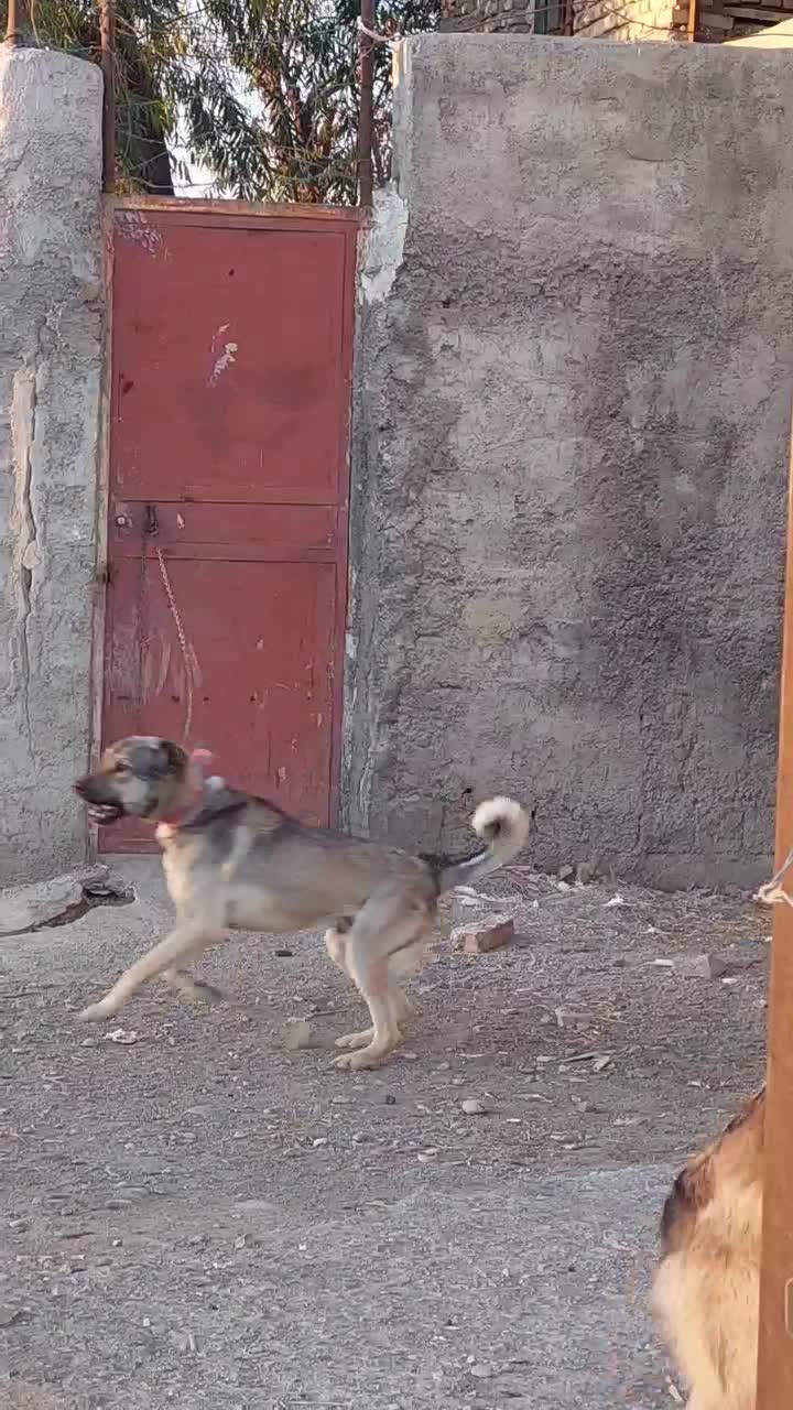 سگ سراب|سگ|قرچک, پویینک|دیوار