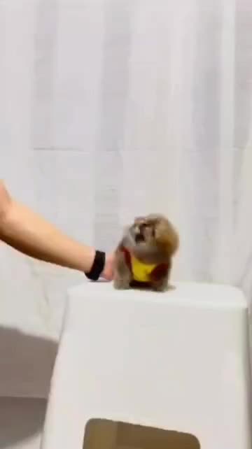 پامر خرسی عروسکی|سگ|رشت, دیانتی|دیوار