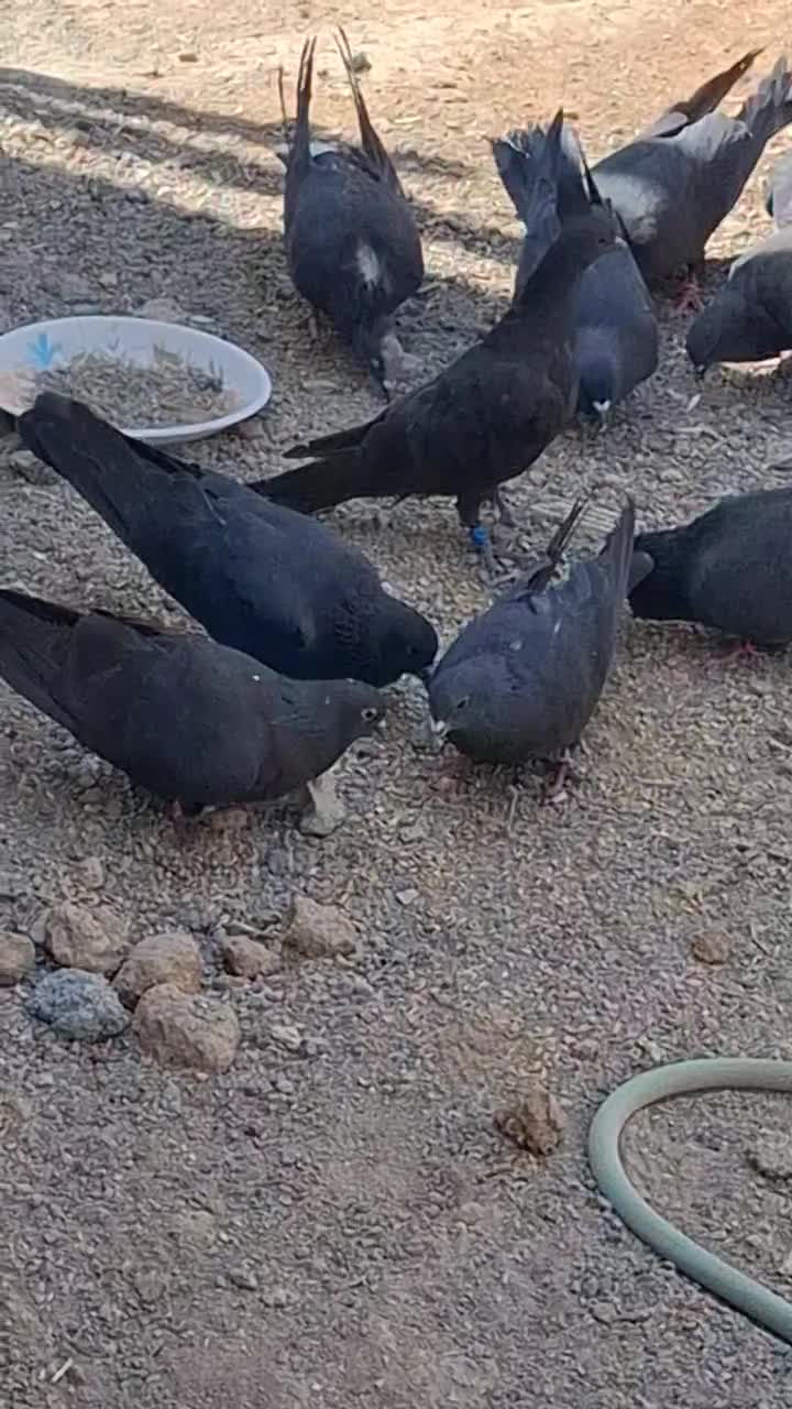 سیاه دم گیر|پرنده|خمینی‌شهر, |دیوار