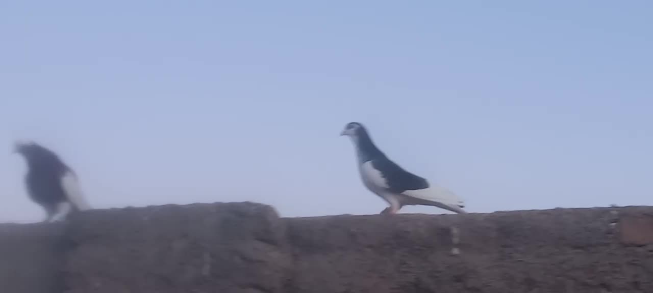 کفتر پرشی|پرنده|نیشابور, حقیه|دیوار