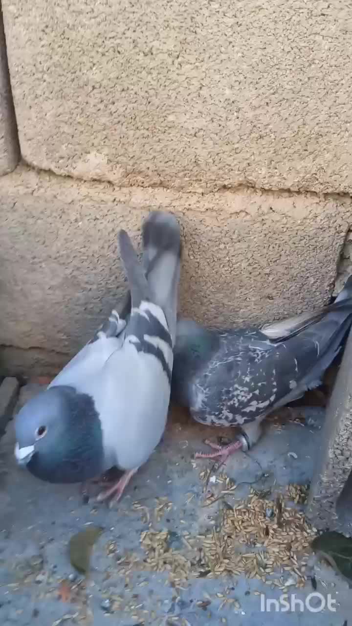 کبوتر پلاکی|پرنده|یاسوج, |دیوار