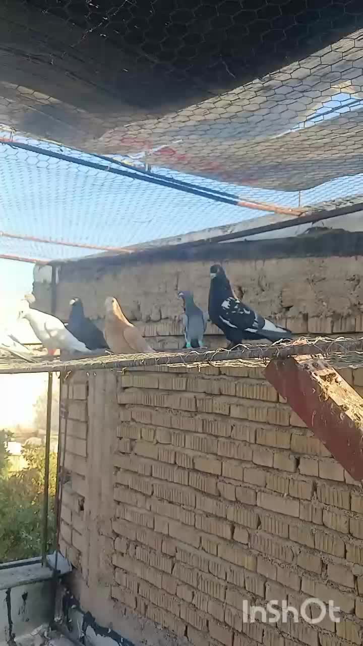 کفتر|پرنده|شیراز, گلشن|دیوار