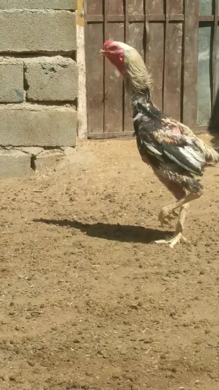 خروس لاری|حیوانات مزرعه|پیشوا, |دیوار